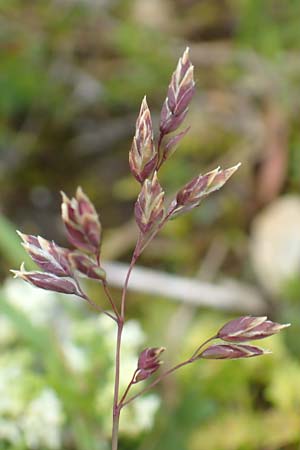 Poa alpina \ Alpen-Rispengras / Alpine Meadow Grass, A Rax 28.6.2020
