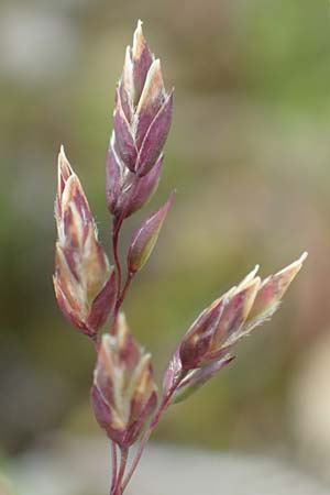 Poa alpina \ Alpen-Rispengras / Alpine Meadow Grass, A Rax 28.6.2020