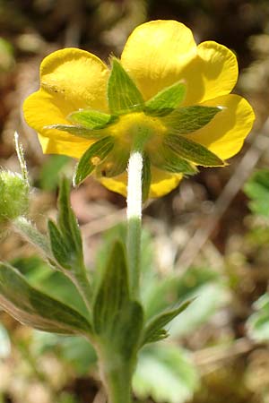 Potentilla aurea \ Gold-Fingerkraut / Golden Cinquefoil, A Rax 28.6.2020
