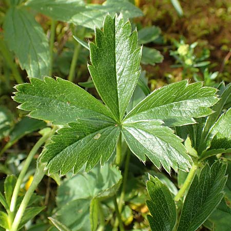 Potentilla aurea \ Gold-Fingerkraut / Golden Cinquefoil, A Rax 28.6.2020