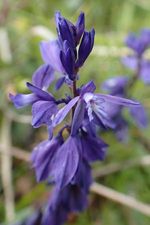 Polygala alpestris \ Voralpen-Kreuzblume, Berg-Kreuzblmchen / Alpine Milkwort, A Rax 28.6.2020