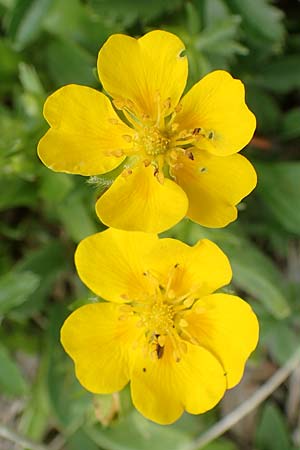 Potentilla aurea \ Gold-Fingerkraut / Golden Cinquefoil, A Rax 28.6.2020