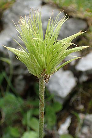 Pulsatilla alpina subsp. schneebergensis \ Schneeberger Alpen-Kuhschelle / Schneeberg Alpine Pasque-Flower, A Schneealpe 30.6.2020