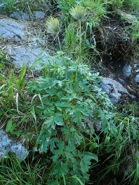 Pulsatilla alpina subsp. schneebergensis \ Schneeberger Alpen-Kuhschelle / Schneeberg Alpine Pasque-Flower, A Schneealpe 30.6.2020