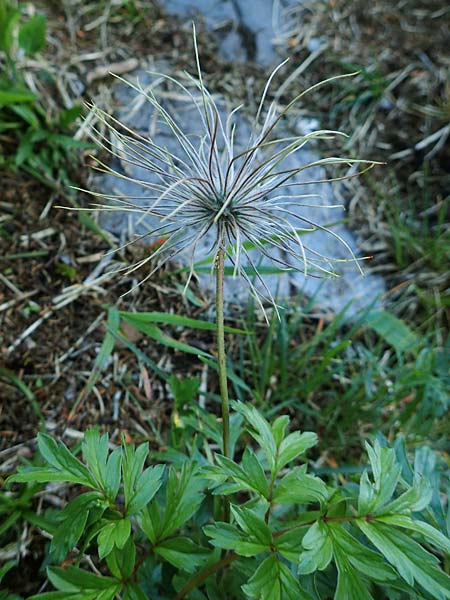 Pulsatilla alpina subsp. schneebergensis \ Schneeberger Alpen-Kuhschelle / Schneeberg Alpine Pasque-Flower, A Schneealpe 30.6.2020