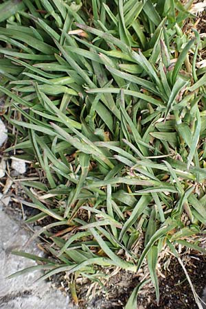 Poa alpina \ Alpen-Rispengras / Alpine Meadow Grass, A Dachstein 10.7.2020