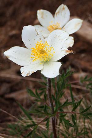 Pulsatilla alpina subsp. austriaca \ sterreicher Alpen-Kuhschelle / Austrian Alpine Pasque-Flower, A Wölzer Tauern, Kleiner Zinken 26.6.2021