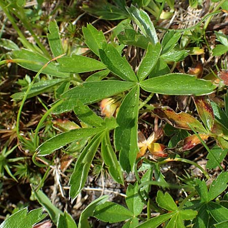 Potentilla aurea \ Gold-Fingerkraut / Golden Cinquefoil, A Wölzer Tauern, Kleiner Zinken 26.6.2021