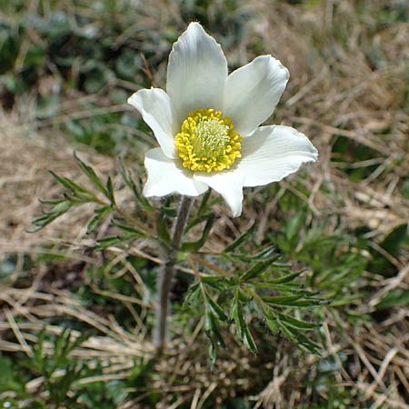 Pulsatilla alpina subsp. austriaca \ sterreicher Alpen-Kuhschelle / Austrian Alpine Pasque-Flower, A Wölzer Tauern, Hoher Zinken 26.6.2021
