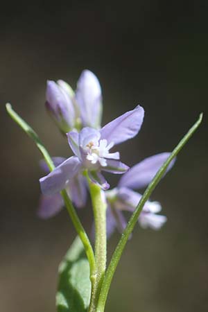 Polygala amarella \ Sumpf-Kreuzblume, Sumpf-Kreuzblmchen / Dwarf Milkwort, A Kraubath (Mur) 27.6.2021