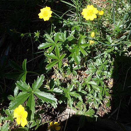 Potentilla aurea \ Gold-Fingerkraut / Golden Cinquefoil, A Seetaler Alpen, Zirbitzkogel 28.6.2021