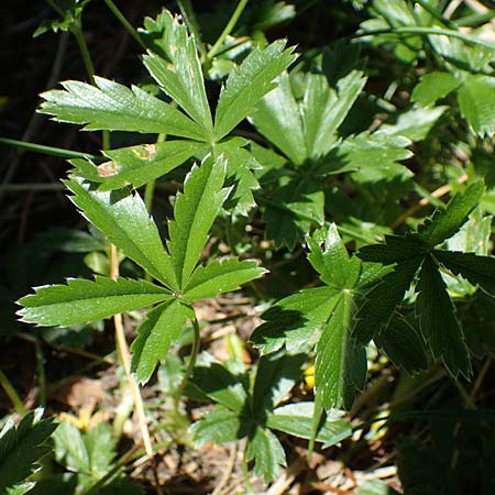 Potentilla aurea \ Gold-Fingerkraut / Golden Cinquefoil, A Seetaler Alpen, Zirbitzkogel 28.6.2021