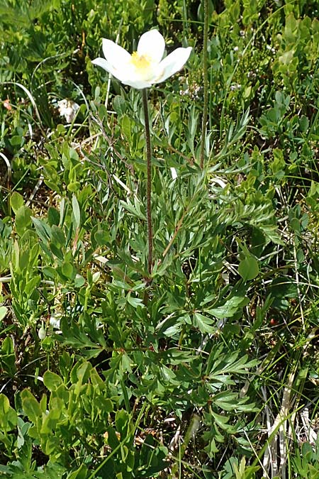 Pulsatilla alpina subsp. austriaca \ sterreicher Alpen-Kuhschelle / Austrian Alpine Pasque-Flower, A Seetaler Alpen, Zirbitzkogel 28.6.2021