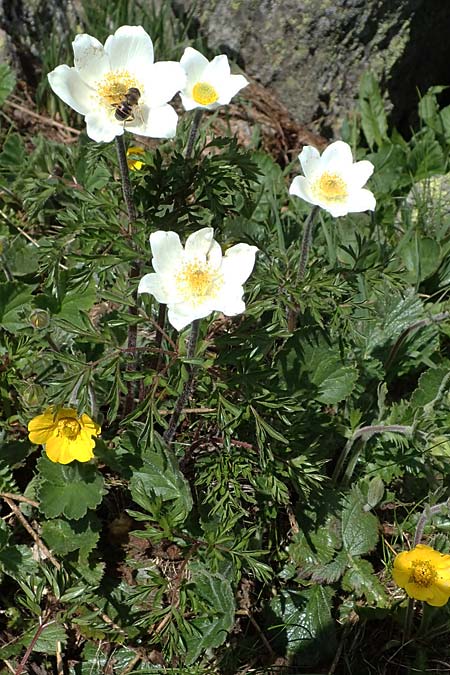 Pulsatilla alpina subsp. austriaca \ sterreicher Alpen-Kuhschelle / Austrian Alpine Pasque-Flower, A Seetaler Alpen, Zirbitzkogel 28.6.2021
