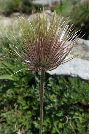 Pulsatilla alpina subsp. austriaca \ sterreicher Alpen-Kuhschelle / Austrian Alpine Pasque-Flower, A Seetaler Alpen, Zirbitzkogel 28.6.2021
