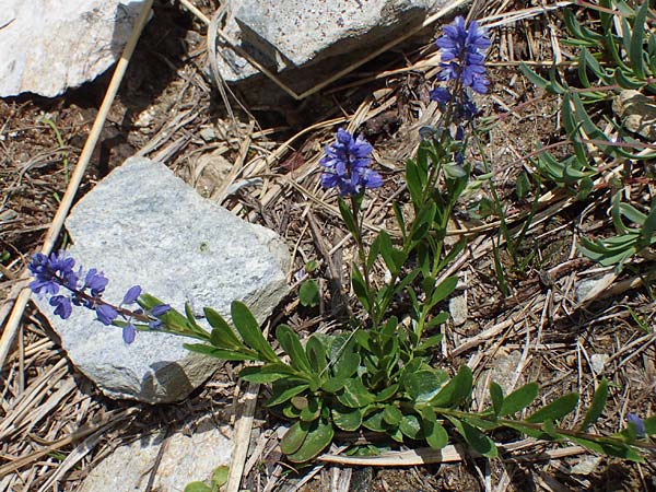 Polygala alpestris \ Voralpen-Kreuzblume, Berg-Kreuzblmchen / Alpine Milkwort, A Pusterwald, Eiskar 29.6.2021