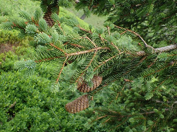 Picea abies \ Fichte, Rottanne / Norway Spruce, A Seckauer Tauern, Brandstätter Törl 1.7.2021