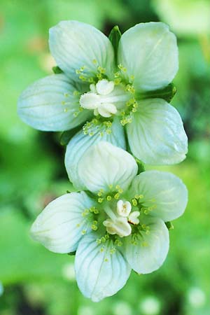 Parnassia palustris \ Sumpf-Herzblatt, Studentenrschen / Grass of Parnassus, A Pusterwald 29.7.2021