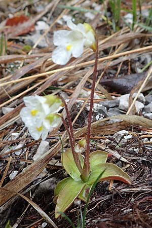 Pinguicula alpina \ Alpen-Fettkraut / Alpine Butterwort, A Türnitz 6.5.2022