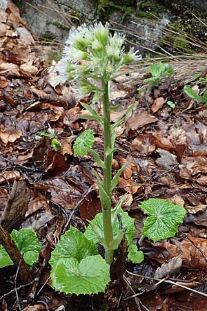 Petasites albus \ Weie Pestwurz / White Butterbur, A Türnitz 6.5.2022