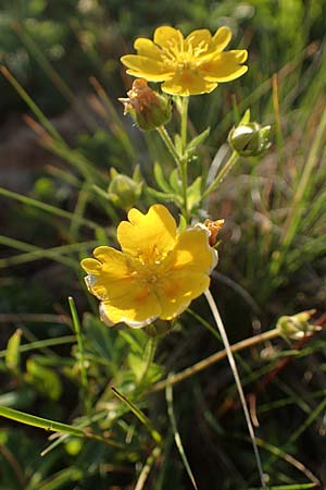 Potentilla aurea \ Gold-Fingerkraut / Golden Cinquefoil, A Kärnten/Carinthia, Koralpe 30.6.2022