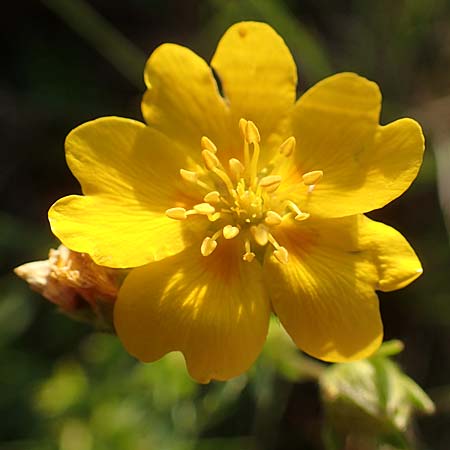 Potentilla aurea \ Gold-Fingerkraut / Golden Cinquefoil, A Kärnten/Carinthia, Koralpe 30.6.2022