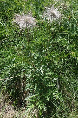 Pulsatilla alpina subsp. austriaca \ sterreicher Alpen-Kuhschelle / Austrian Alpine Pasque-Flower, A Kärnten/Carinthia, Koralpe 1.7.2022