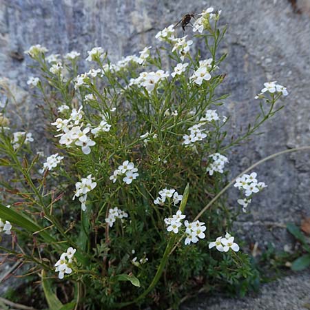 Hornungia alpina \ Alpen-Steinkresse / Pritzelago, A Kärnten/Carinthia, Koralpe 3.7.2022