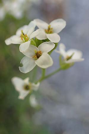 Hornungia alpina \ Alpen-Steinkresse / Pritzelago, A Kärnten/Carinthia, Koralpe 3.7.2022