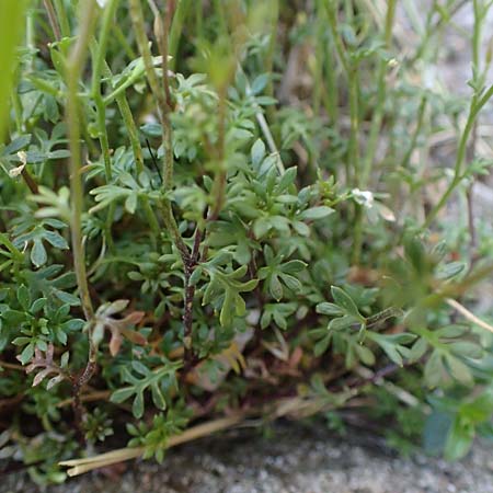 Hornungia alpina \ Alpen-Steinkresse / Pritzelago, A Kärnten/Carinthia, Koralpe 3.7.2022