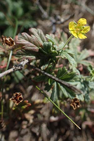 Potentilla argentea agg. \ Silber-Fingerkraut / Hoary Cinquefoil, A Siegendorf 24.9.2022
