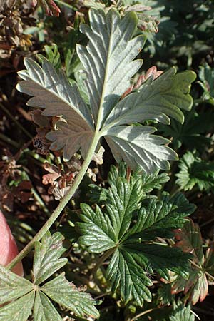 Potentilla argentea agg. \ Silber-Fingerkraut / Hoary Cinquefoil, A Siegendorf 24.9.2022