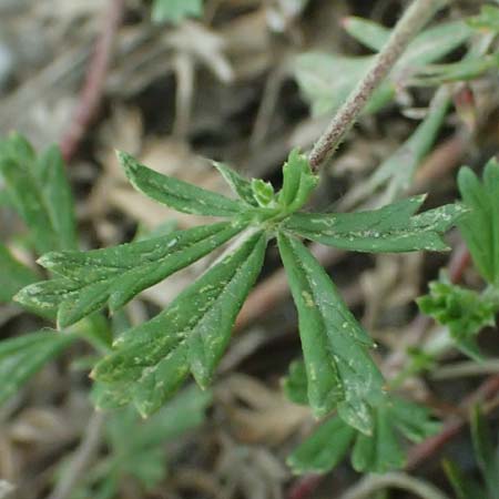 Potentilla argentea agg. \ Silber-Fingerkraut / Hoary Cinquefoil, A Seewinkel, Podersdorf 11.7.2023