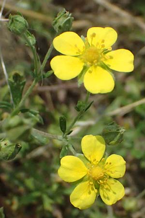 Potentilla argentea agg. \ Silber-Fingerkraut / Hoary Cinquefoil, A Seewinkel, Podersdorf 11.7.2023