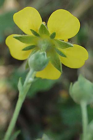 Potentilla argentea agg. \ Silber-Fingerkraut / Hoary Cinquefoil, A Seewinkel, Podersdorf 11.7.2023