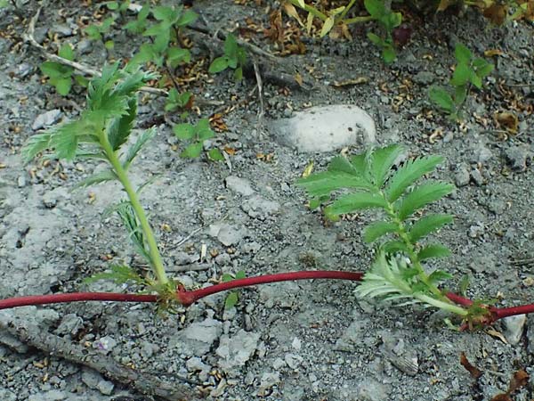 Potentilla anserina \ Gnse-Fingerkraut / Silverweed, A Seewinkel, St. Andrä 12.7.2023