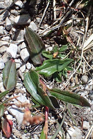 Bistorta vivipara \ Knllchen-Knterich / Alpine Bistort, A Admont 5.7.2024