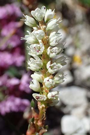 Bistorta vivipara \ Knllchen-Knterich / Alpine Bistort, A Admont 5.7.2024