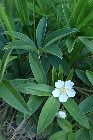 Potentilla alba \ Weies Fingerkraut / White Cinquefoil, A Wien, Lainzer Tiergarten 12.5.2025