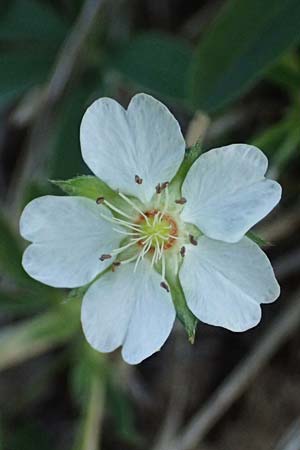 Potentilla alba \ Weies Fingerkraut / White Cinquefoil, A Wien, Lainzer Tiergarten 12.5.2025