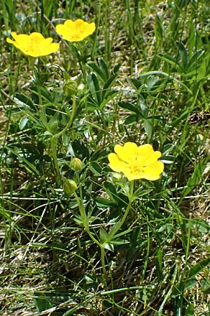 Potentilla aurea \ Gold-Fingerkraut / Golden Cinquefoil, A Bad Gastein 29.6.2025