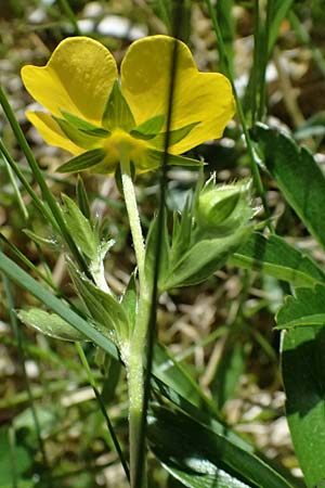 Potentilla aurea \ Gold-Fingerkraut / Golden Cinquefoil, A Bad Gastein 29.6.2025