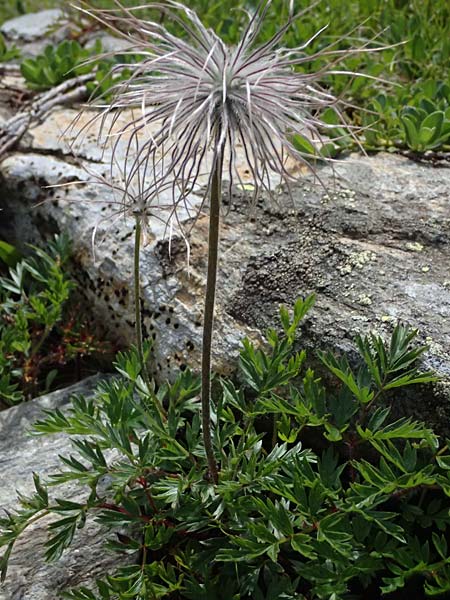 Pulsatilla alpina subsp. austriaca \ sterreicher Alpen-Kuhschelle / Austrian Alpine Pasque-Flower, A Kolm Saigurn 2.7.2025