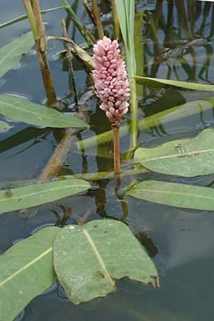 Persicaria amphibia \ Wasser-Kn�terich / Water Knotweed, Willow Grass, A Michelstetten 12.6.2026