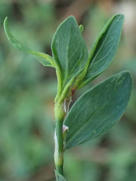 Polygonum aviculare / Common Knotgrass, English Knotgrass, A Burgenland, Gols 13.6.2026