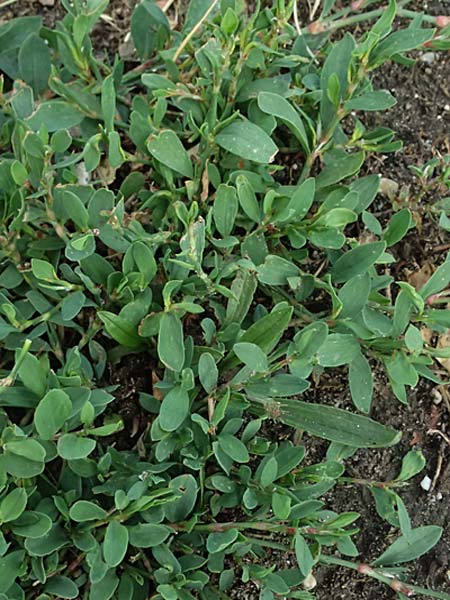 Polygonum aviculare / Common Knotgrass, English Knotgrass, A Burgenland, Gols 13.6.2026