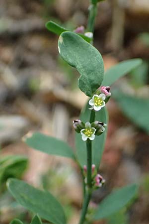 Polygonum aviculare / Common Knotgrass, English Knotgrass, A Perchtoldsdorf 14.6.2026