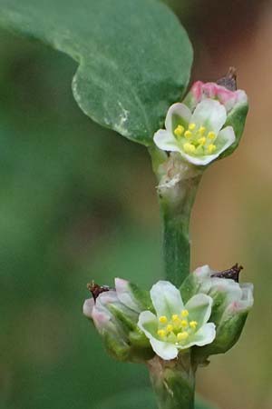 Polygonum aviculare / Common Knotgrass, English Knotgrass, A Perchtoldsdorf 14.6.2026