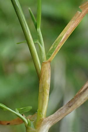 Poa alpina \ Alpen-Rispengras / Alpine Meadow Grass, A Felbertauern Nordportal 18.6.2026