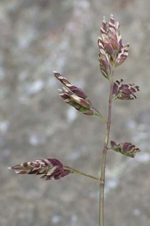 Poa alpina \ Alpen-Rispengras / Alpine Meadow Grass, A Felbertauern Nordportal 18.6.2026